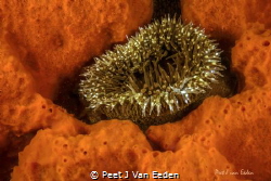 A golden moment- for  a sandy anemone by Peet J Van Eeden 